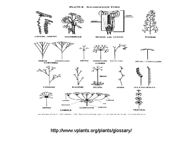 http: //www. vplants. org/plants/glossary/ 