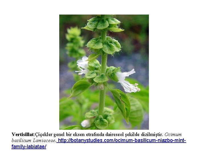 Vertisillat: Çiçekler genel bir eksen etrafında daireseol şekilde dizilmiştir. Ocimum basilicum Lamiaceae. http: //botanystudies.