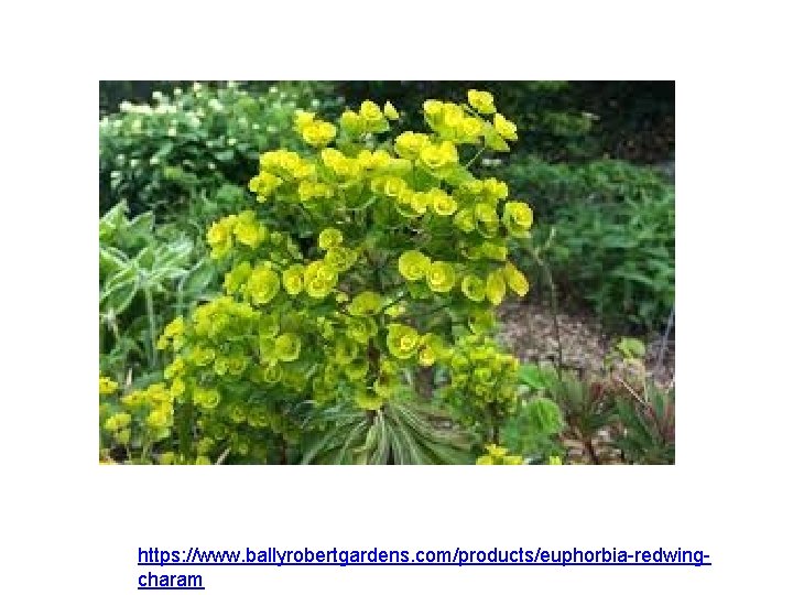https: //www. ballyrobertgardens. com/products/euphorbia-redwingcharam 