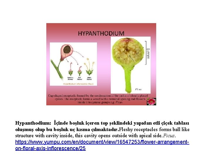 Hypanthodium: İçinde boşluk içeren top şeklindeki yapıdan etli çiçek tablası oluşmuş olup bu boşluk