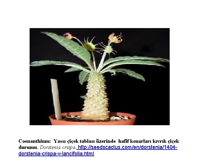 Coenanthium: Yassı çiçek tablası üzerinde hafif kenarları kıvrık çiçek durumu. Dorstenia crispa. http: //seedscactus.