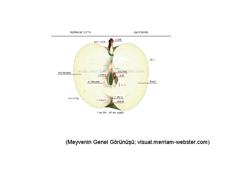 (Meyvenin Genel Görünüşü; visual. merriam-webster. com) 