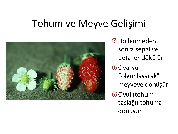 Tohum ve Meyve Gelişimi { Döllenmeden sonra sepal ve petaller dökülür { Ovaryum “olgunlaşarak”