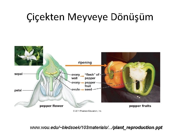 Çiçekten Meyveye Dönüşüm www. wou. edu/~bledsoek/103 materials/. . . /plant_reproduction. ppt 