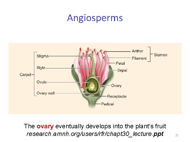 Angiosperms The ovary eventually develops into the plant’s fruit research. amnh. org/users/rfr/chapt 30_lecture. ppt