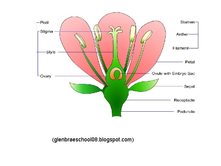 (glenbraeschool 08. blogspot. com) 