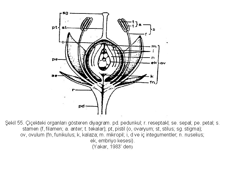 Şekil 55. Çiçekteki organları gösteren diyagram. pd. pedunkul; r. reseptakl; se. sepal; pe. petal;