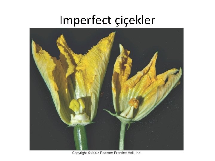 Imperfect çiçekler 