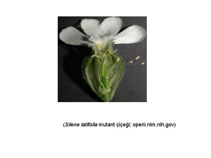(Silene latifolia mutant çiçeği; openi. nlm. nih. gov) 