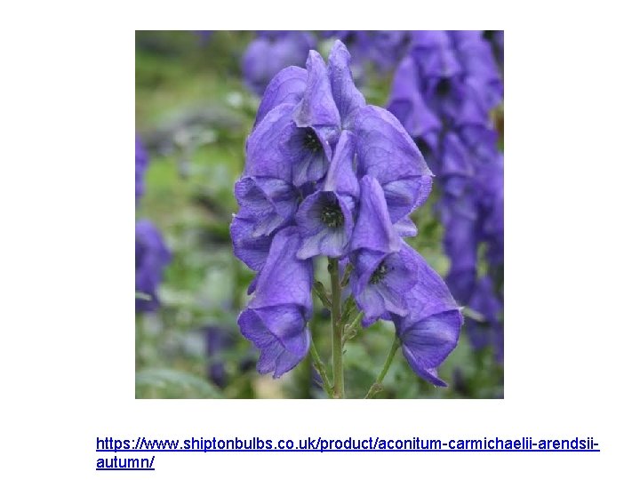 https: //www. shiptonbulbs. co. uk/product/aconitum-carmichaelii-arendsiiautumn/ 