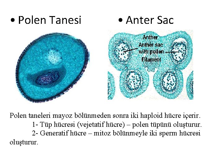 • Polen Tanesi • Anter Sac Polen taneleri mayoz bölünmeden sonra iki haploid