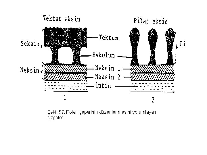 Şekil 57. Polen çeperinin düzenlenmesini yorumlayan çizgeler 