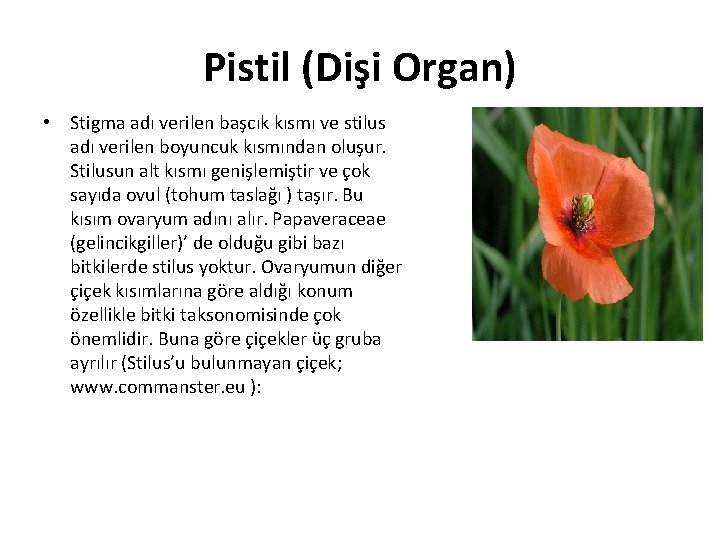 Pistil (Dişi Organ) • Stigma adı verilen başcık kısmı ve stilus adı verilen boyuncuk