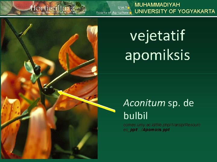 MUHAMMADIYAH UNIVERSITY OF YOGYAKARTA Apomixis vejetatif apomiksis Aconitum sp. de bulbil comes. umy. ac.