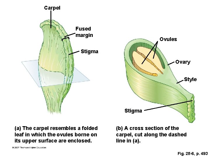 Carpel Fused margin Ovules Stigma Ovary Style Stigma (a) The carpel resembles a folded