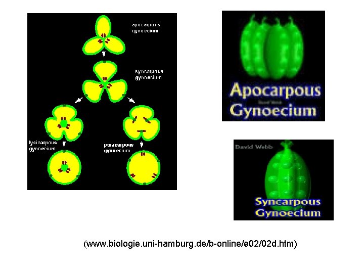 (www. biologie. uni-hamburg. de/b-online/e 02/02 d. htm) 