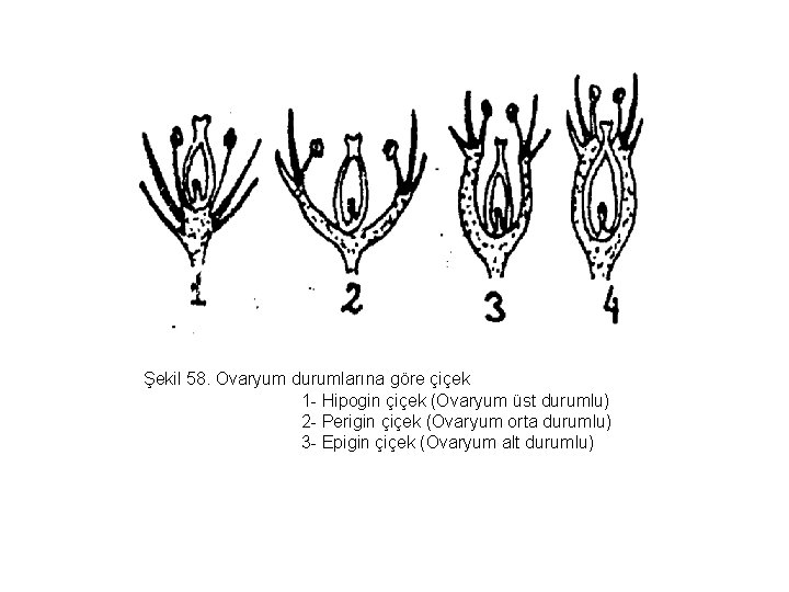 Şekil 58. Ovaryum durumlarına göre çiçek 1 - Hipogin çiçek (Ovaryum üst durumlu) 2