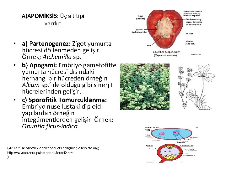 A)APOMİKSİS: Üç alt tipi vardır: • a) Partenogenez: Zigot yumurta hücresi döllenmeden gelişir. Örnek;
