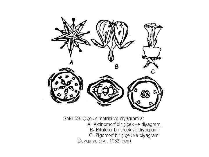 Şekil 59. Çiçek simetrisi ve diyagramlar A- Aktinomorf bir çiçek ve diyagramı B- Bilateral