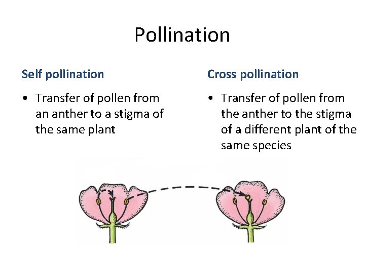 Pollination Self pollination Cross pollination • Transfer of pollen from an anther to a