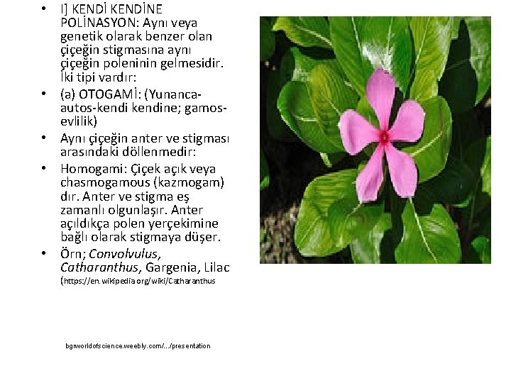  • I] KENDİNE POLİNASYON: Aynı veya genetik olarak benzer olan çiçeğin stigmasına aynı