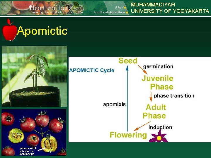 MUHAMMADIYAH UNIVERSITY OF YOGYAKARTA Apomictic 