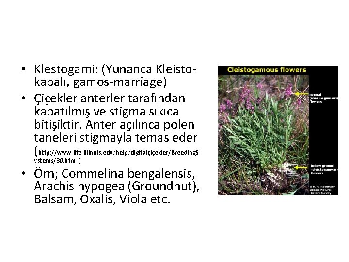  • Klestogami: (Yunanca Kleistokapalı, gamos-marriage) • Çiçekler anterler tarafından kapatılmış ve stigma sıkıca