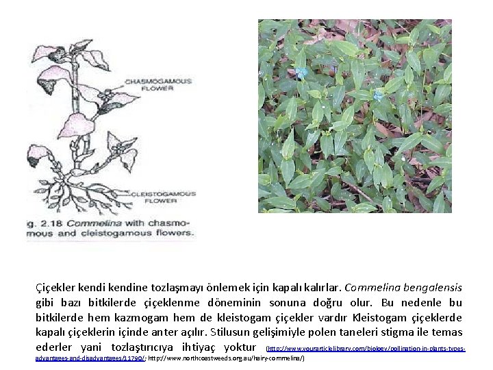 Çiçekler kendine tozlaşmayı önlemek için kapalı kalırlar. Commelina bengalensis gibi bazı bitkilerde çiçeklenme döneminin