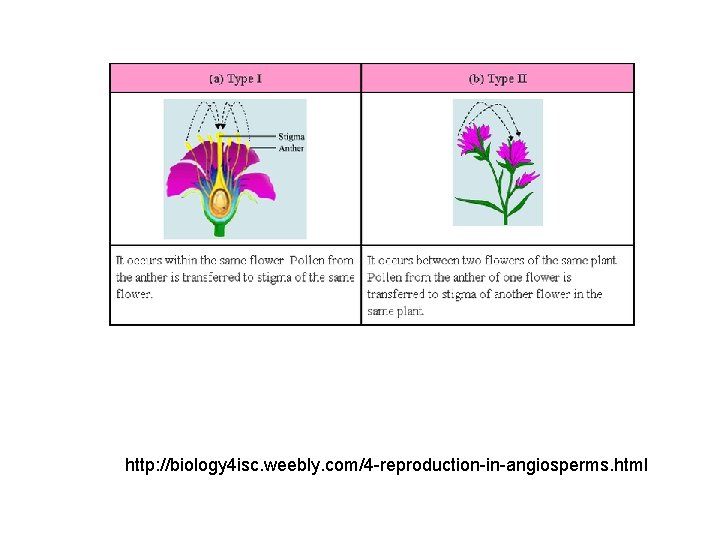 http: //biology 4 isc. weebly. com/4 -reproduction-in-angiosperms. html 