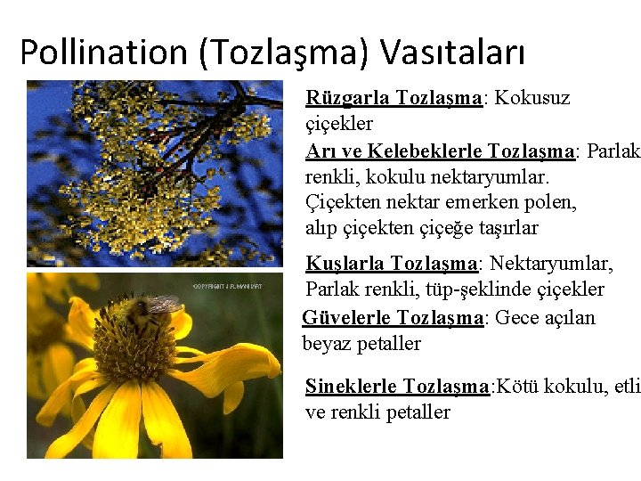 Pollination (Tozlaşma) Vasıtaları Rüzgarla Tozlaşma: Kokusuz çiçekler Arı ve Kelebeklerle Tozlaşma: Parlak renkli, kokulu