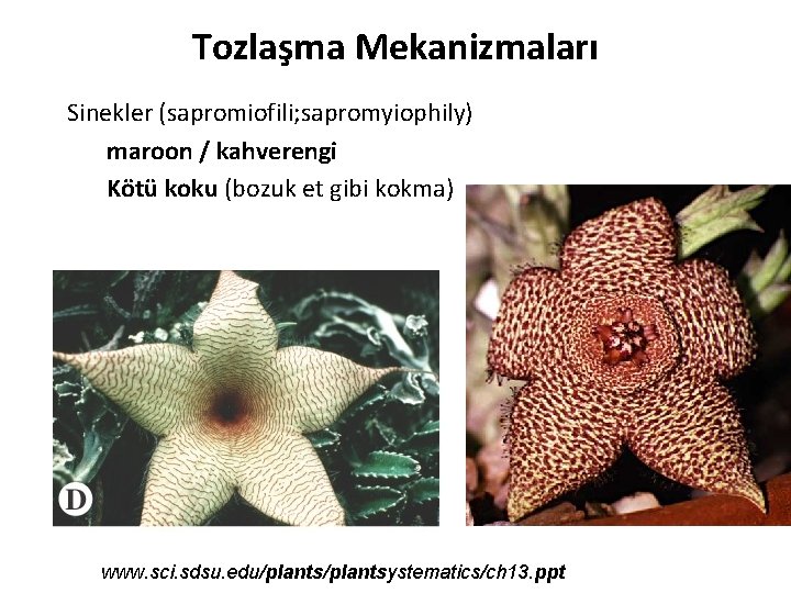 Tozlaşma Mekanizmaları Sinekler (sapromiofili; sapromyiophily) maroon / kahverengi Kötü koku (bozuk et gibi kokma)