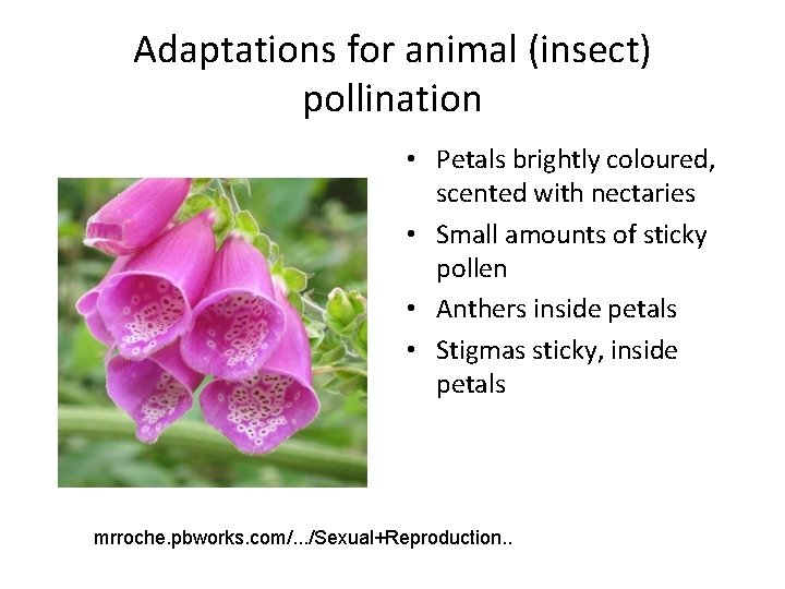 Adaptations for animal (insect) pollination • Petals brightly coloured, scented with nectaries • Small