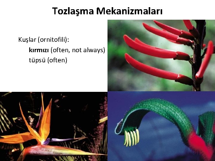Tozlaşma Mekanizmaları Kuşlar (ornitofili): kırmızı (often, not always) tüpsü (often) 