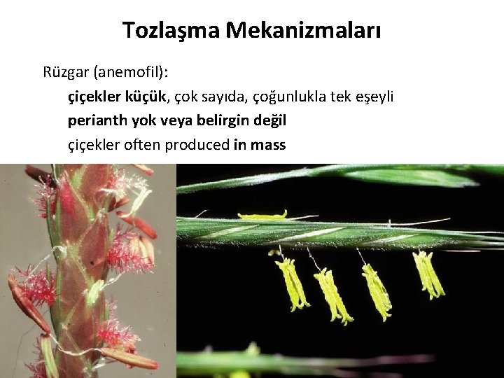 Tozlaşma Mekanizmaları Rüzgar (anemofil): çiçekler küçük, çok sayıda, çoğunlukla tek eşeyli perianth yok veya