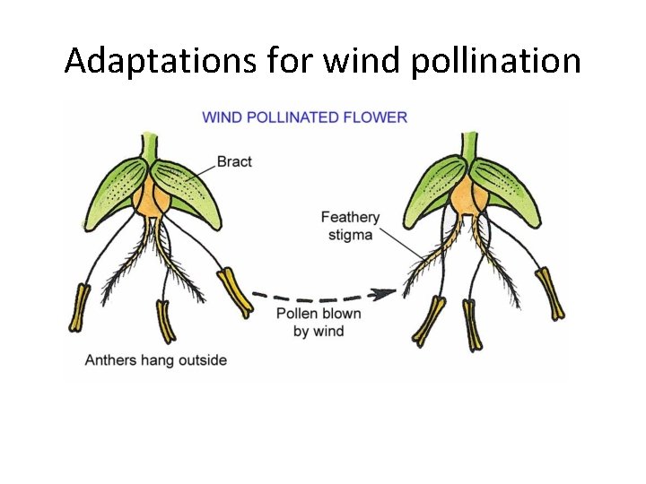 Adaptations for wind pollination 