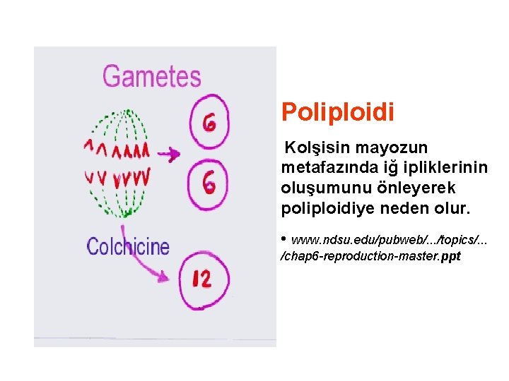 Poliploidi Kolşisin mayozun metafazında iğ ipliklerinin oluşumunu önleyerek poliploidiye neden olur. • www. ndsu.