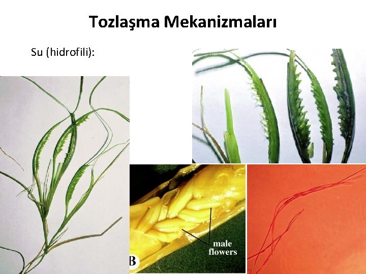 Tozlaşma Mekanizmaları Su (hidrofili): 