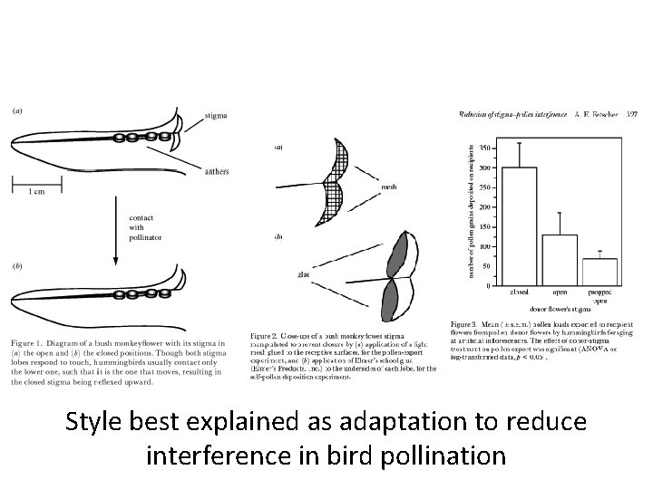 Style best explained as adaptation to reduce interference in bird pollination 