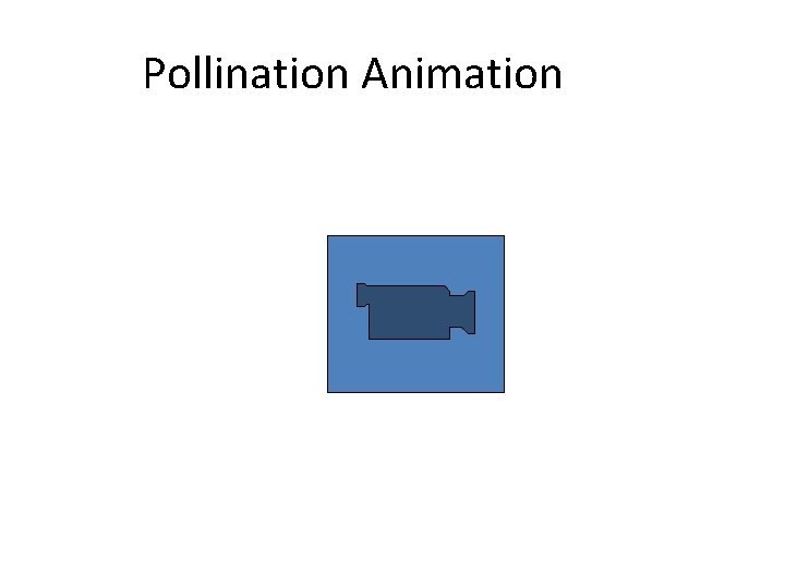 Pollination Animation 