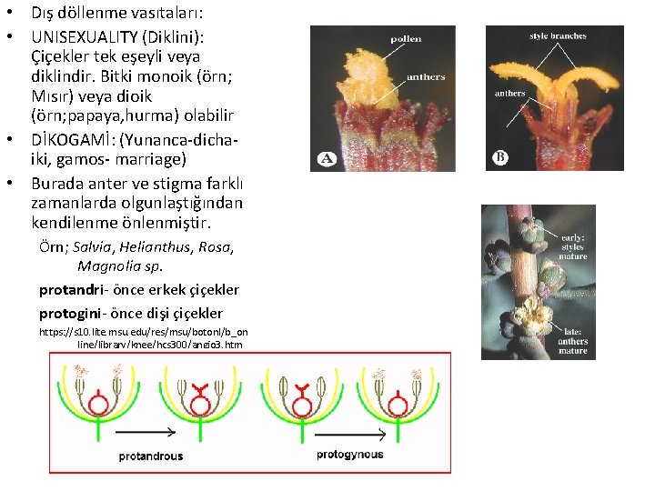 • Dış döllenme vasıtaları: • UNISEXUALITY (Diklini): Çiçekler tek eşeyli veya diklindir. Bitki