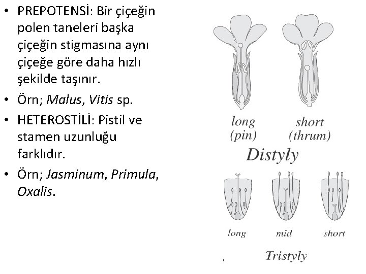  • PREPOTENSİ: Bir çiçeğin polen taneleri başka çiçeğin stigmasına aynı çiçeğe göre daha