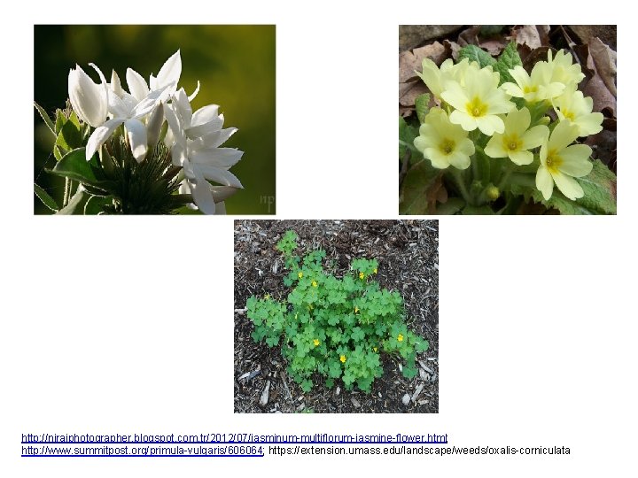 http: //nirajphotographer. blogspot. com. tr/2012/07/jasminum-multiflorum-jasmine-flower. html; http: //www. summitpost. org/primula-vulgaris/606064; https: //extension. umass. edu/landscape/weeds/oxalis-corniculata