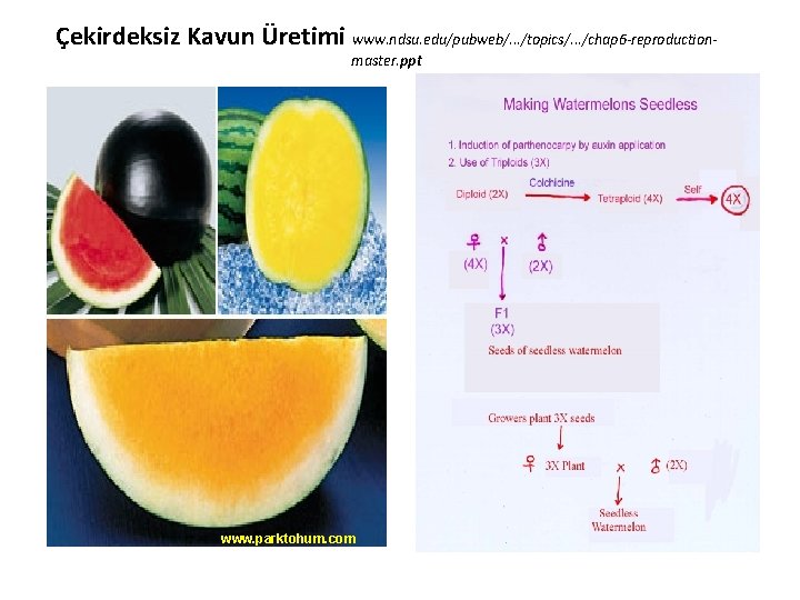 Çekirdeksiz Kavun Üretimi www. ndsu. edu/pubweb/. . . /topics/. . . /chap 6 -reproductionmaster.