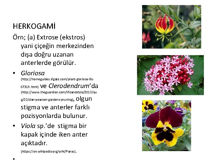 HERKOGAMİ Örn; (a) Extrose (ekstros) yani çiçeğin merkezinden dışa doğru uzanan anterlerde görülür. •
