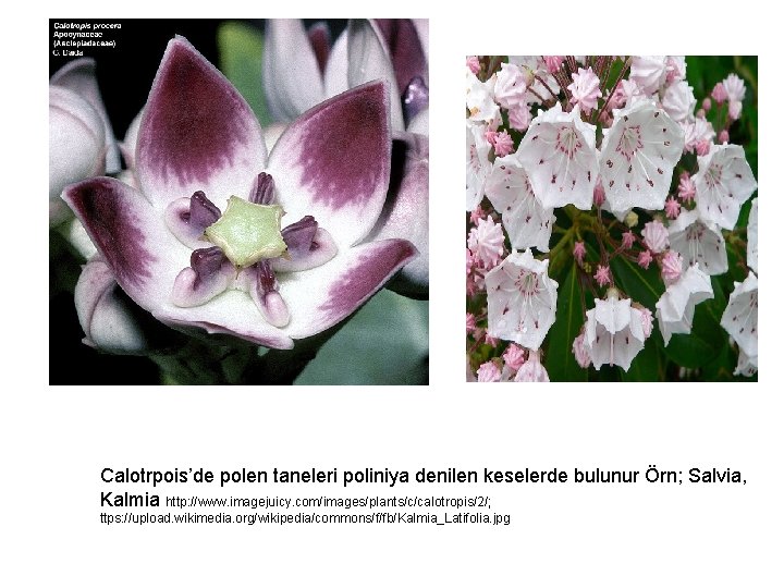 Calotrpois’de polen taneleri poliniya denilen keselerde bulunur Örn; Salvia, Kalmia http: //www. imagejuicy. com/images/plants/c/calotropis/2/;