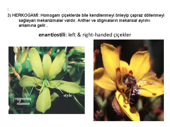: 3) HERKOGAMİ: Homogam çiçeklerde bile kendilenmeyi önleyip çapraz döllenmeyi sağlayan mekanizmalar vardır. Anther