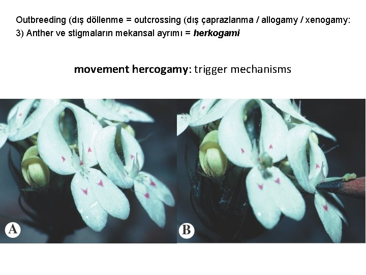 Outbreeding (dış döllenme = outcrossing (dış çaprazlanma / allogamy / xenogamy: 3) Anther ve