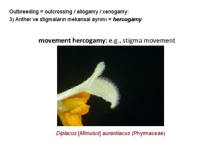 Outbreeding = outcrossing / allogamy / xenogamy: 3) Anther ve stigmaların mekansal ayrımı =