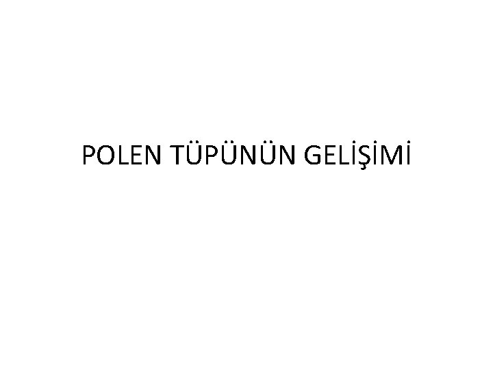 POLEN TÜPÜNÜN GELİŞİMİ 