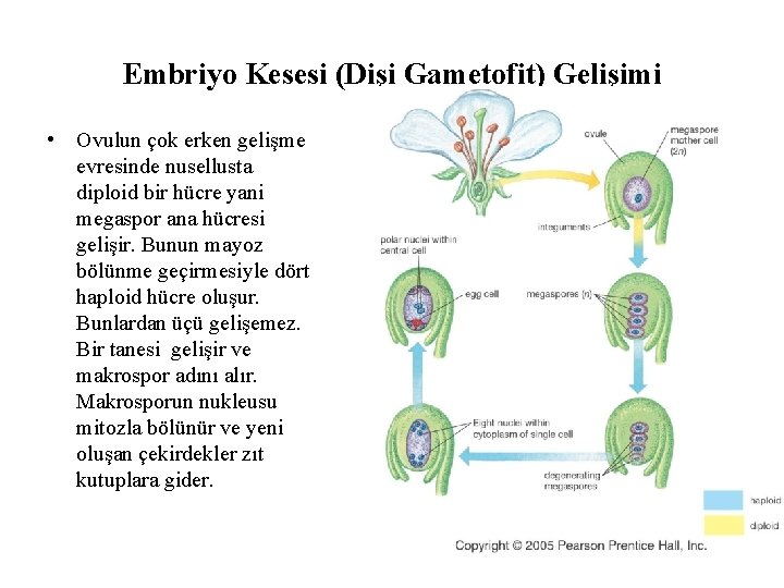 Embriyo Kesesi (Dişi Gametofit) Gelişimi • Ovulun çok erken gelişme evresinde nusellusta diploid bir